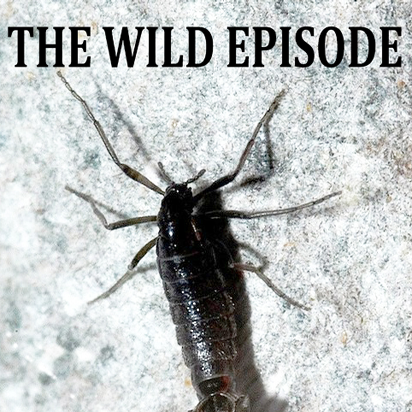 The Wild Episode