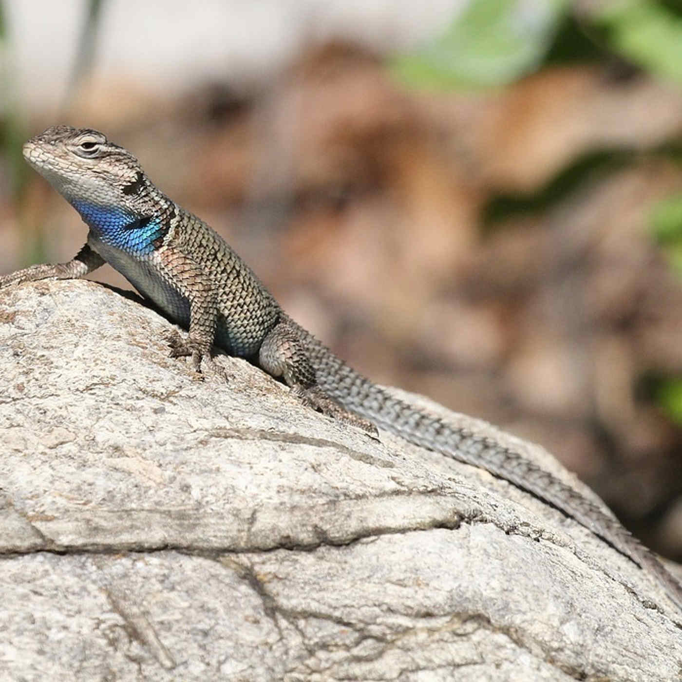 The Young Lizard’s Canteen