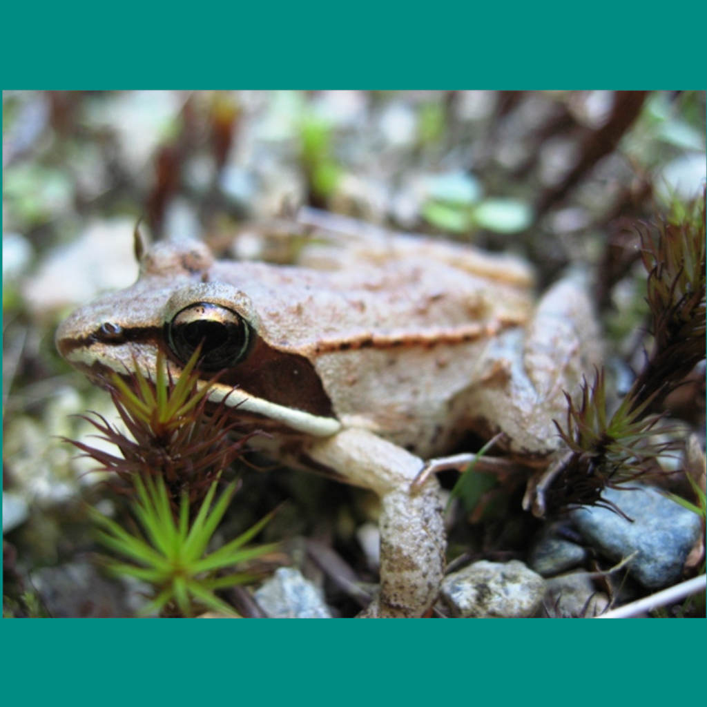 The Champion of Frozen Frogs