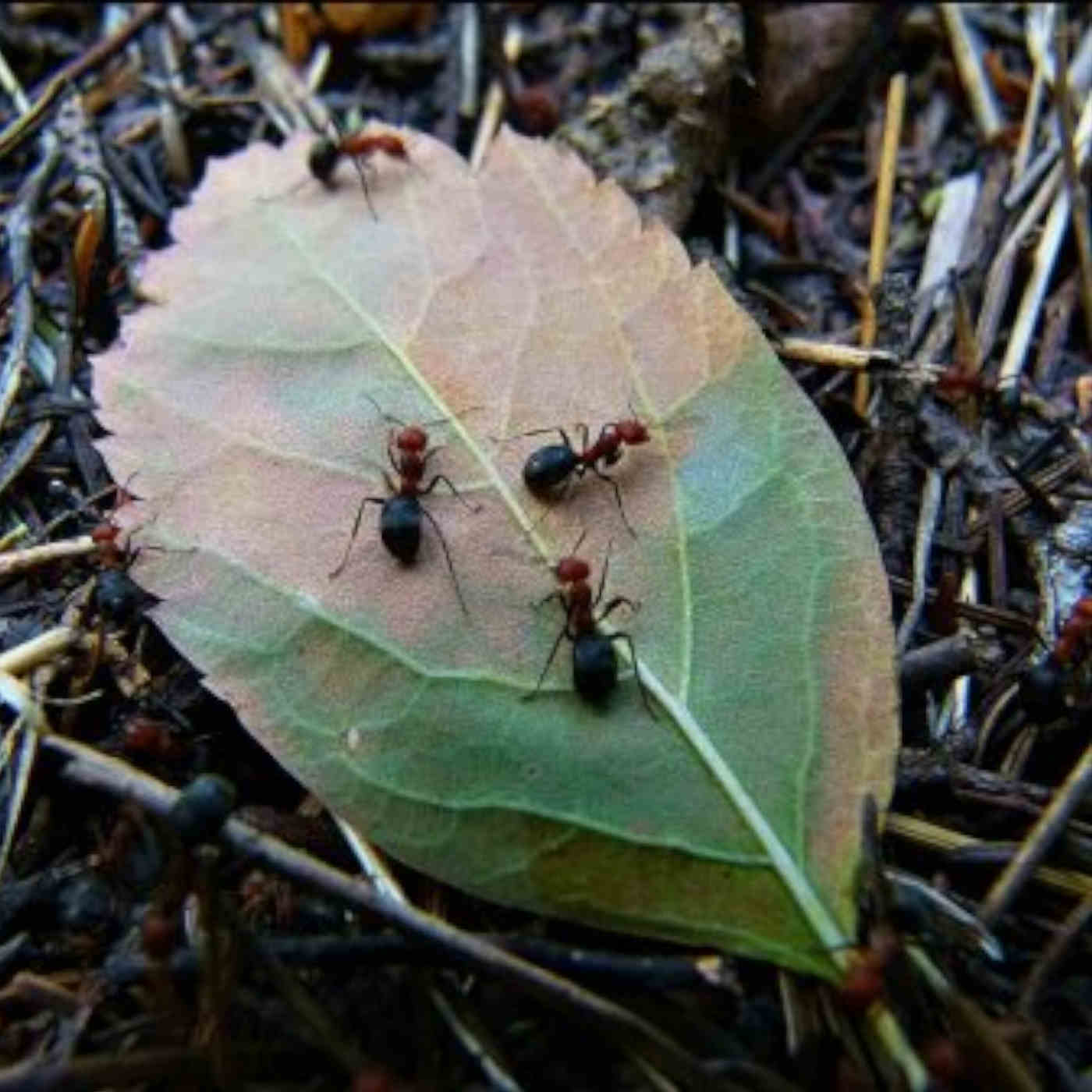 The Ants' Road Department