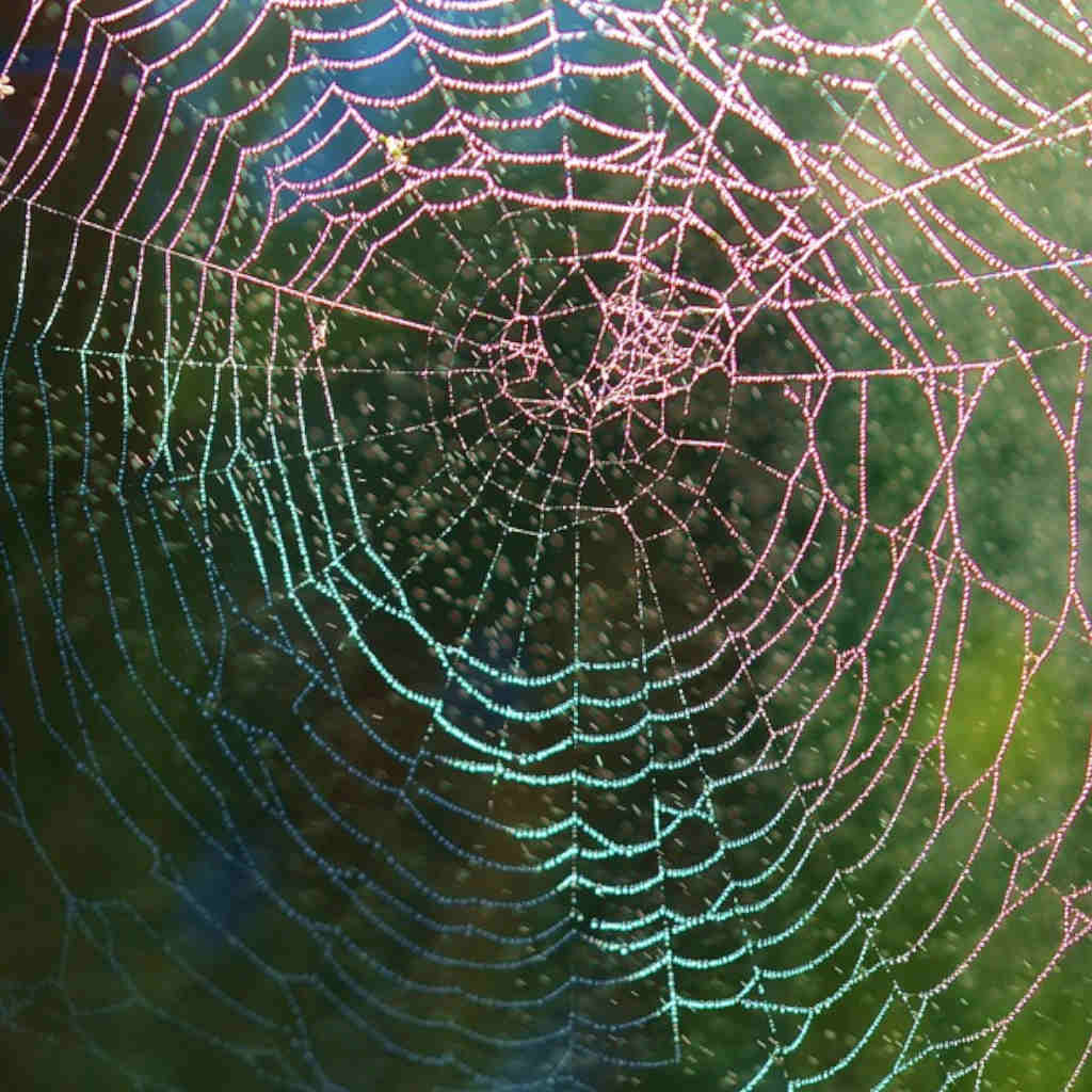 The Spider and the Fly