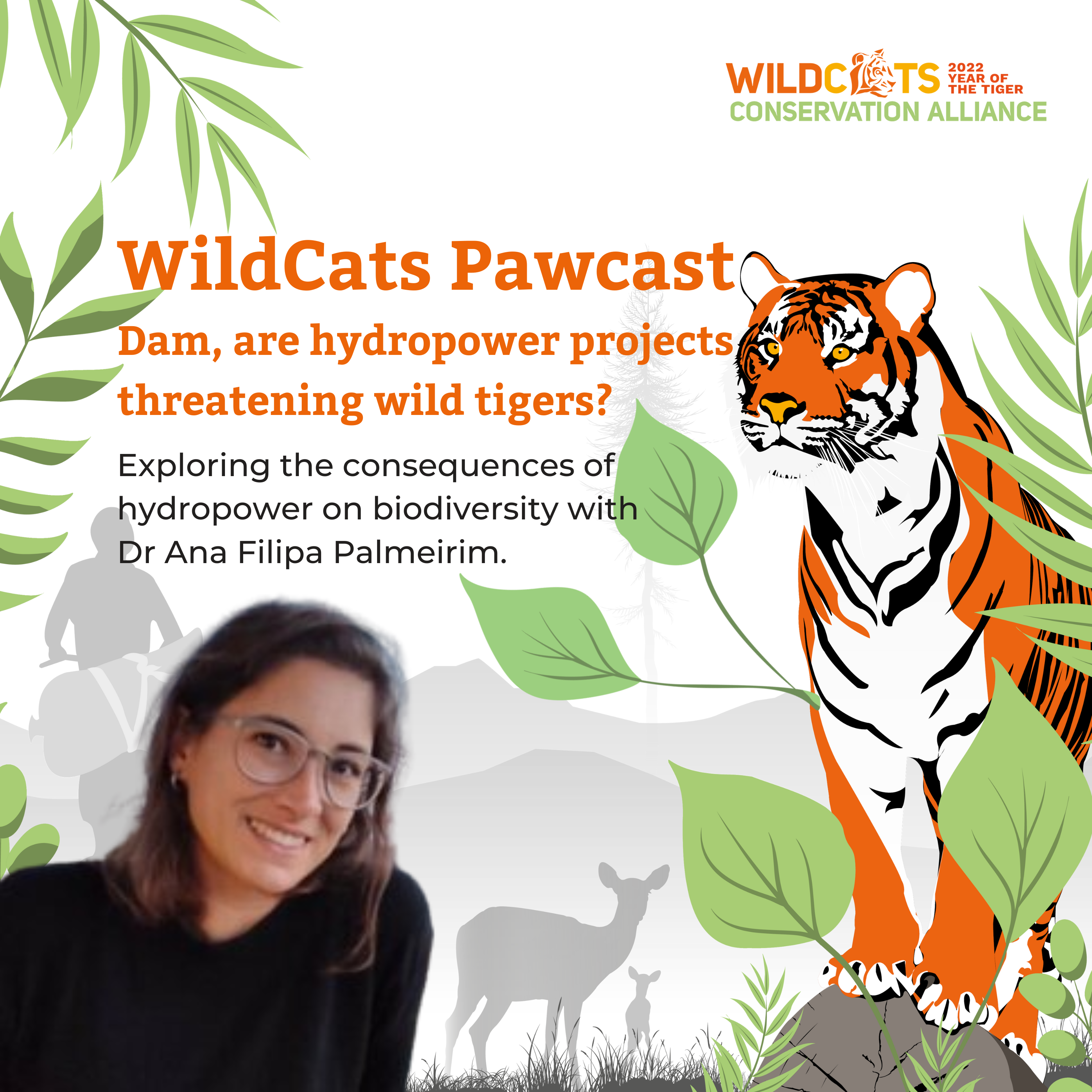 WildCats Pawcast