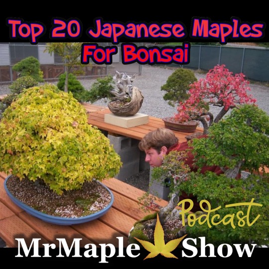 Top 20 Japanese Maples For Bonsai | MrMaple Podcast