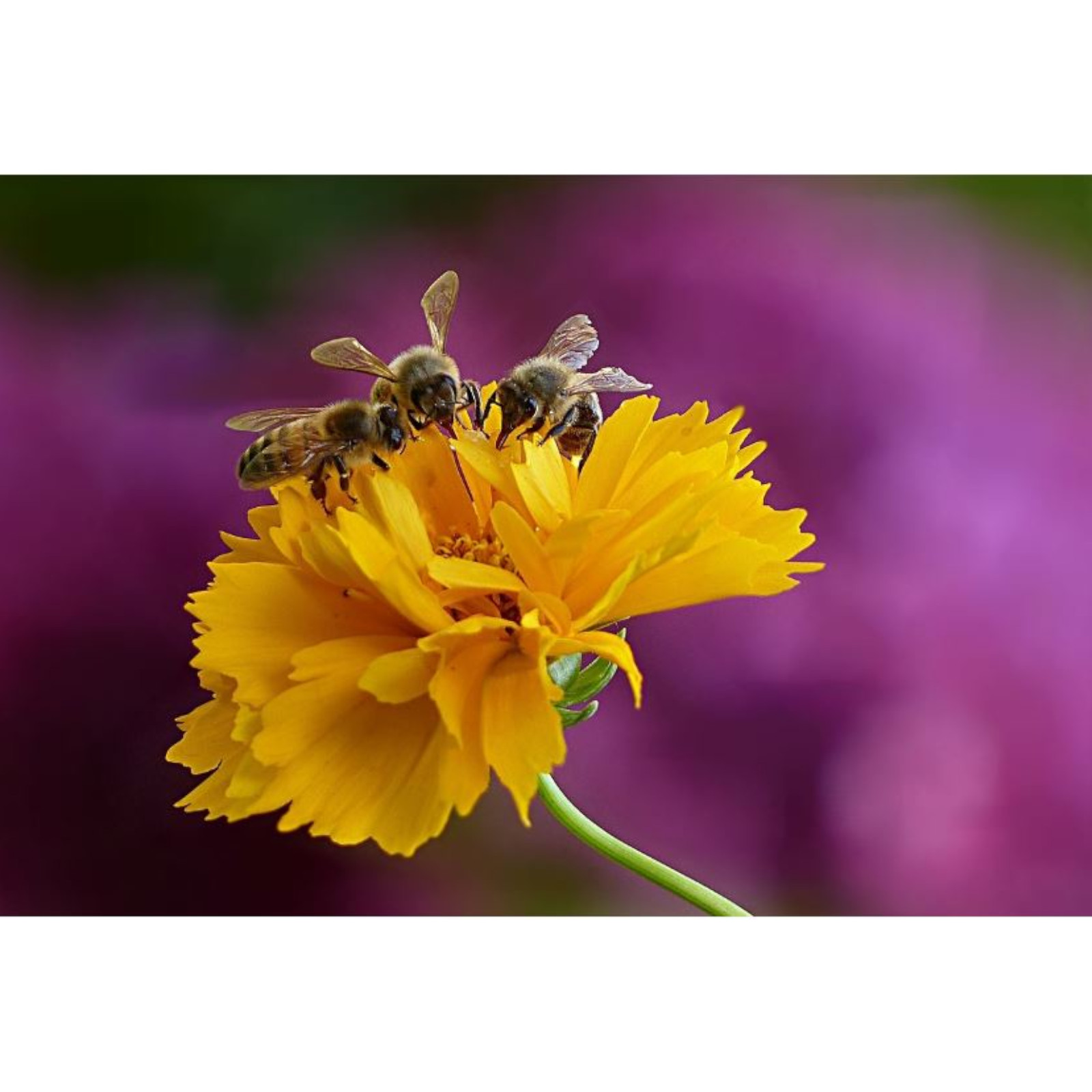Could a Bee Pick You Out in a Police Line-Up?