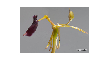Is It Orchid or Insect?