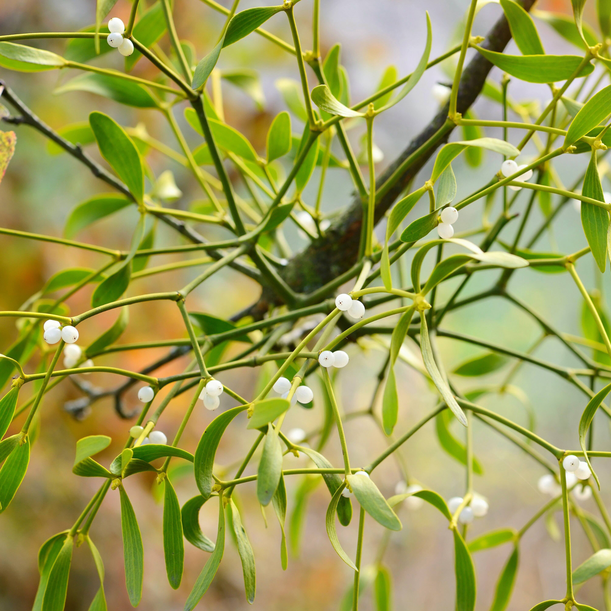 Mistletoe’s Special Needs Supplied