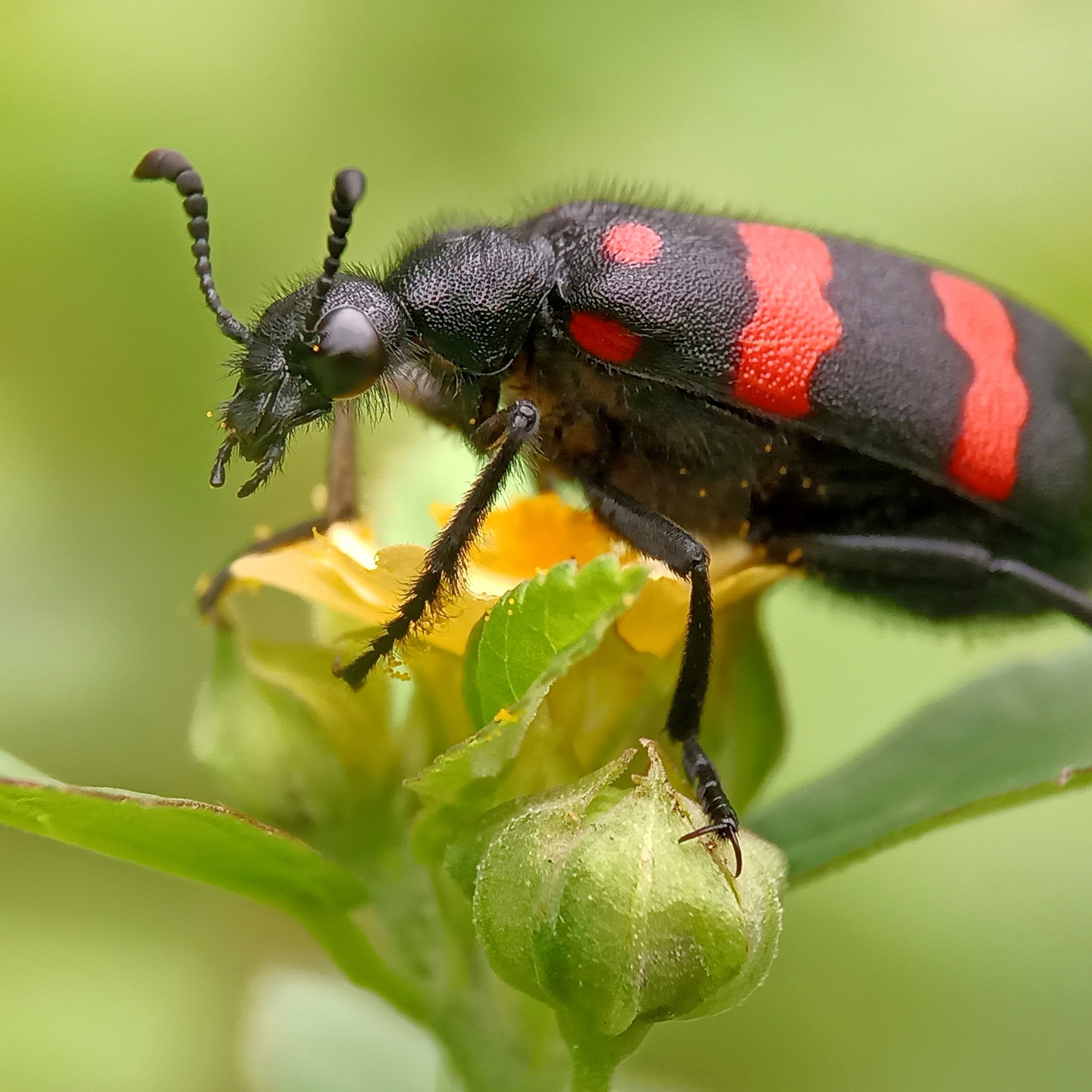 Blister Beetle Protection