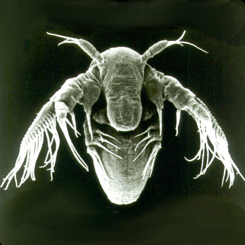 Jumbo Fairy Shrimp