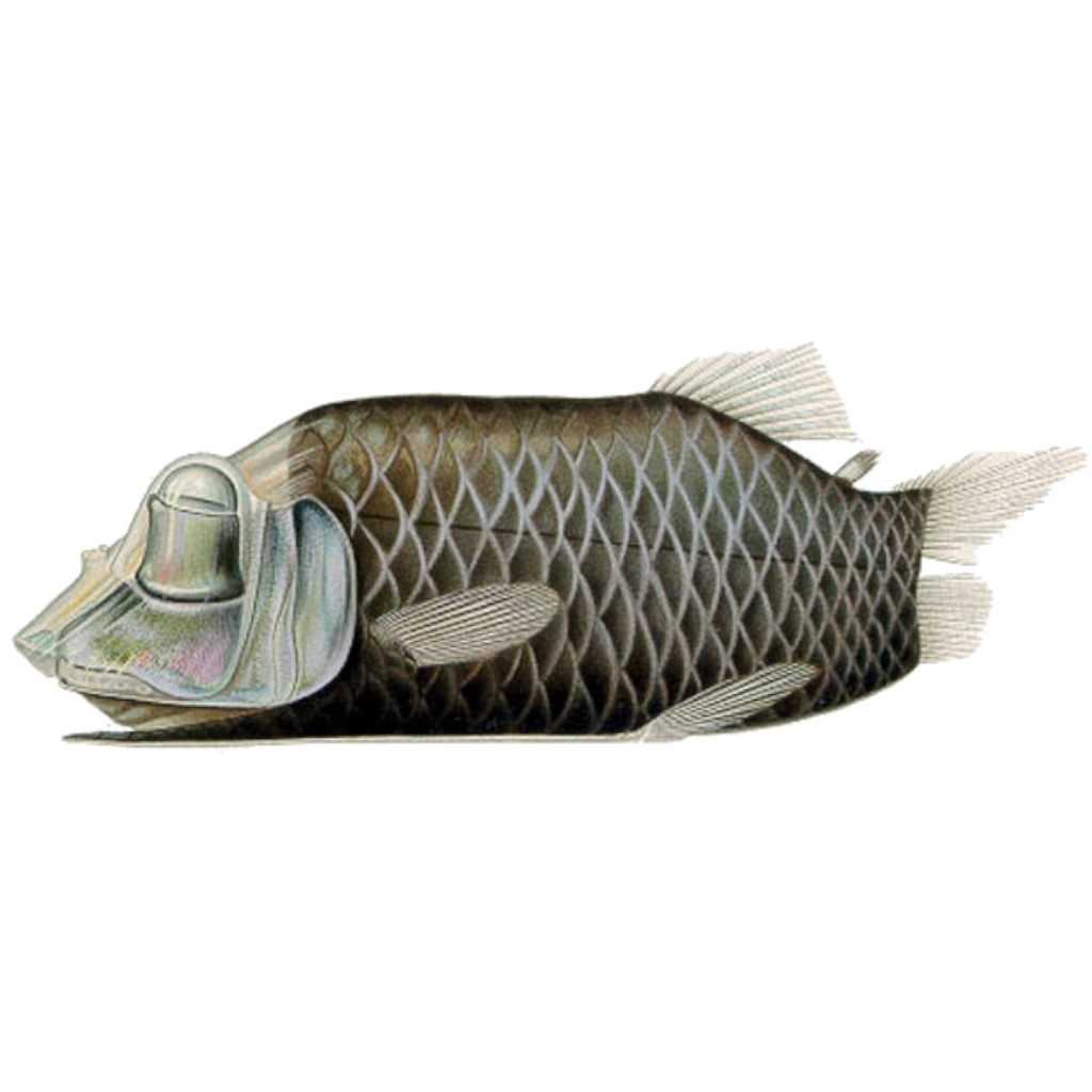 Barreleyes