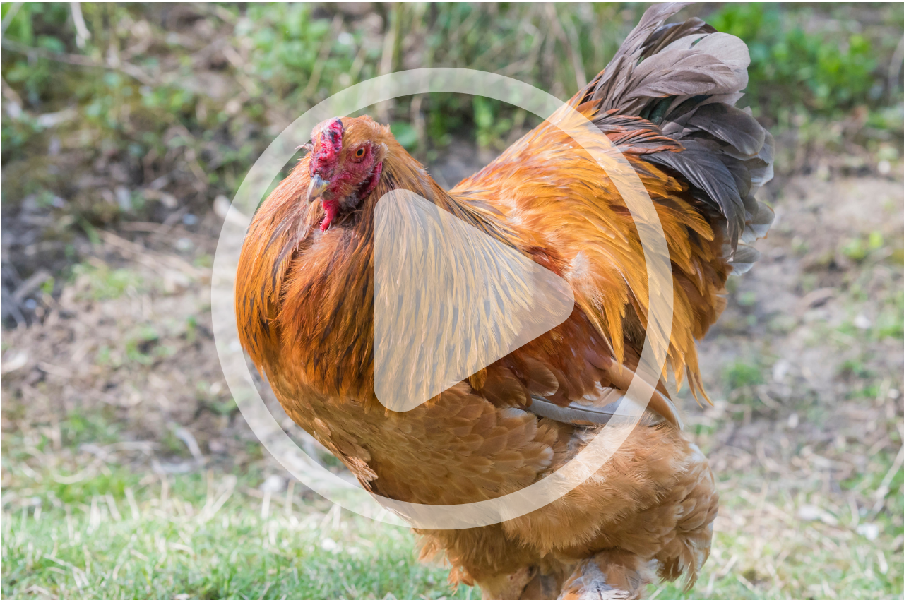 Rare Poultry Breeds Update