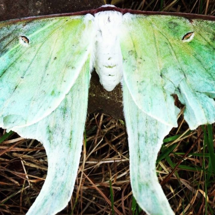 Lumen