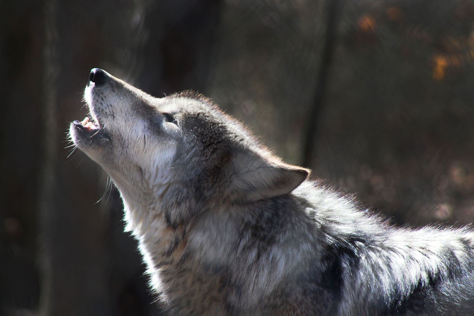 Episode 08: Shoe Company That Cried Wolf