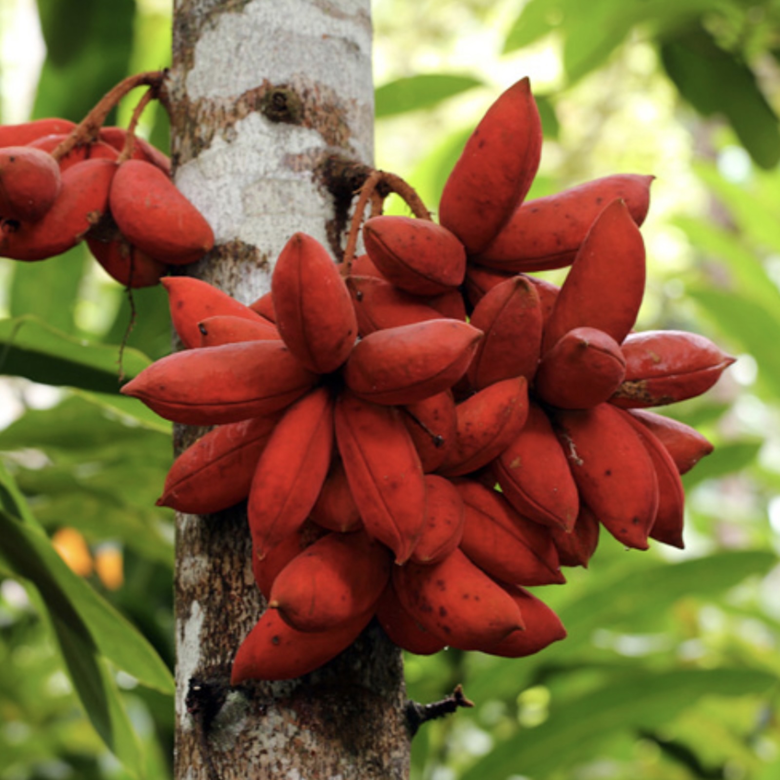 Mongabay Newscast