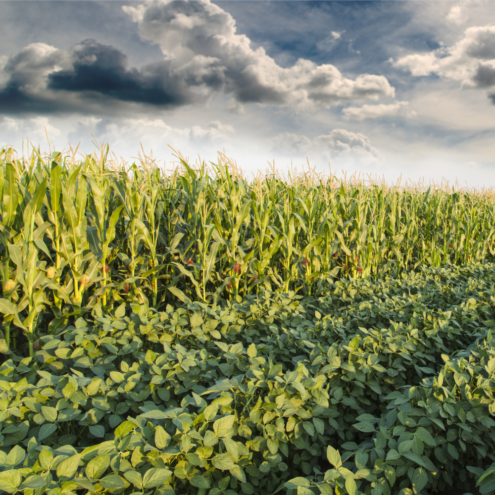 RaboResearch Agri Commodities