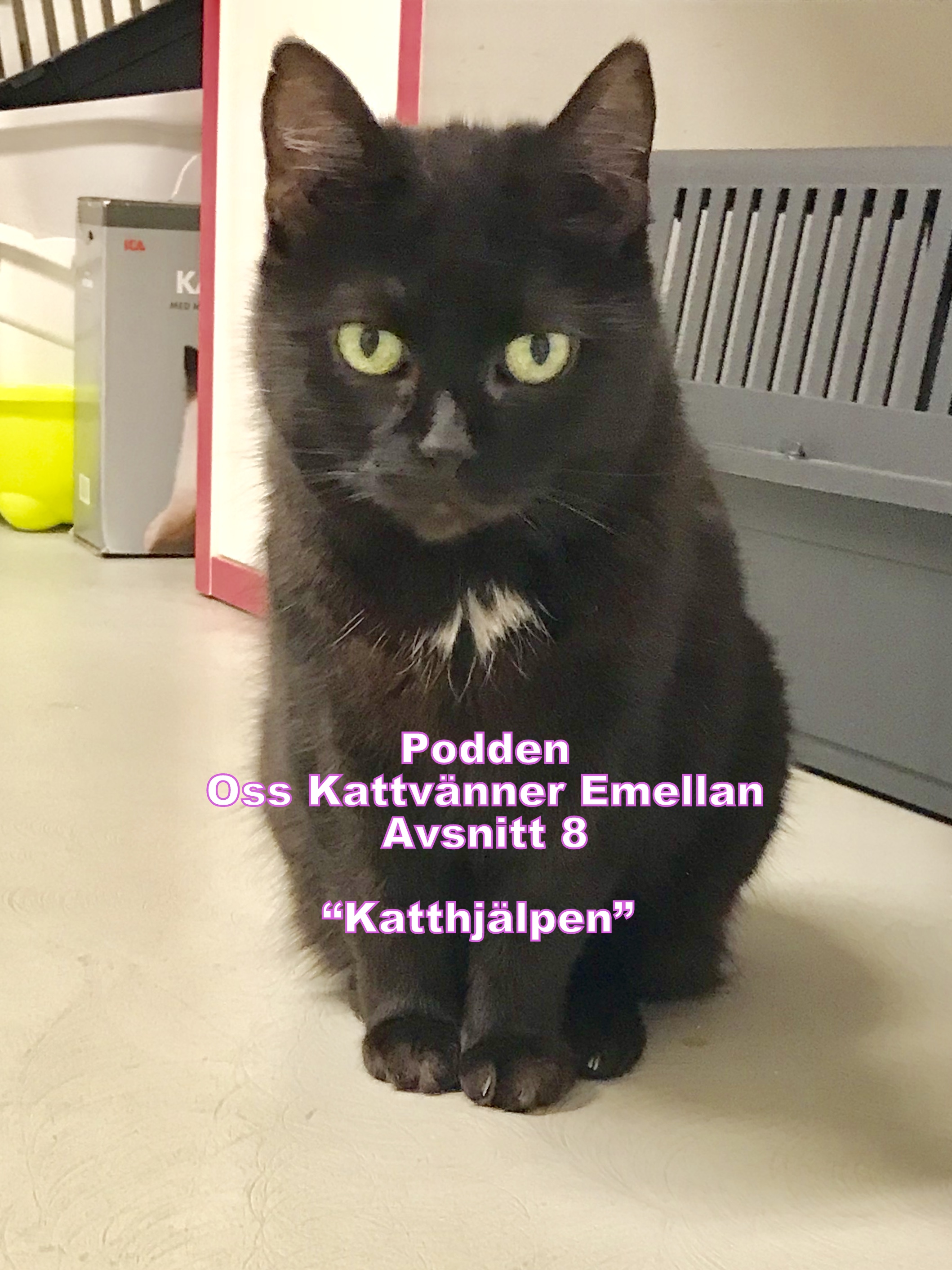 Oss Kattvänner Emellan