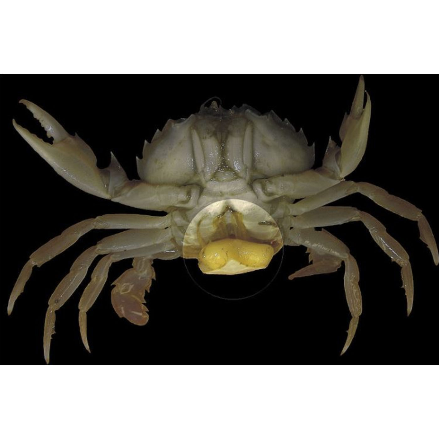 Crustacean Invasion!