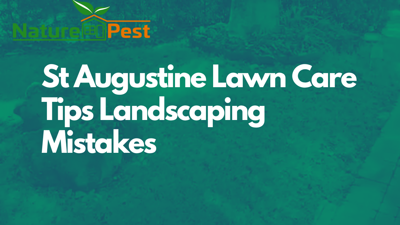 DIYPCP#101 St Augustine Lawn Care Tips Landscaping Mistakes