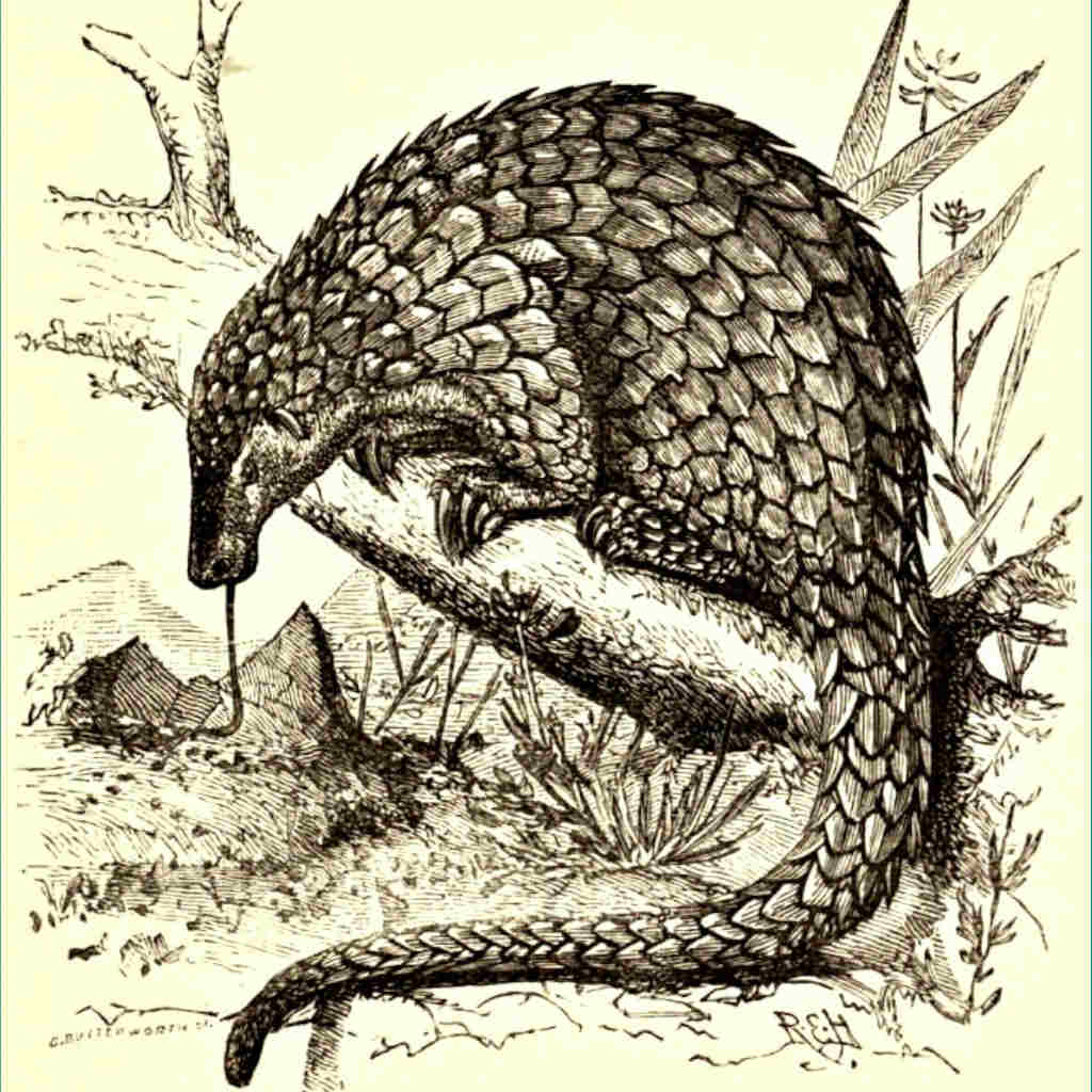 A Scaled Mammal