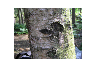 Peppered Moths Again and Again
