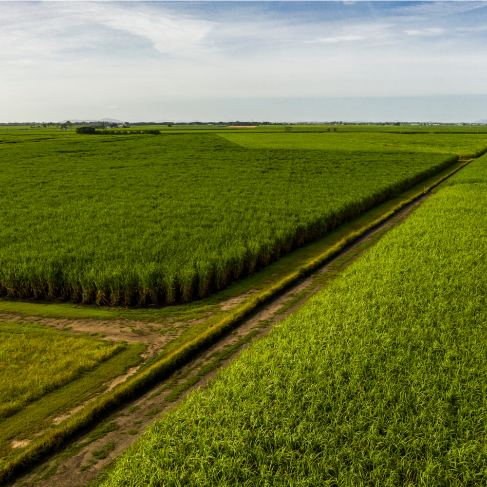 RaboResearch Agri Commodities