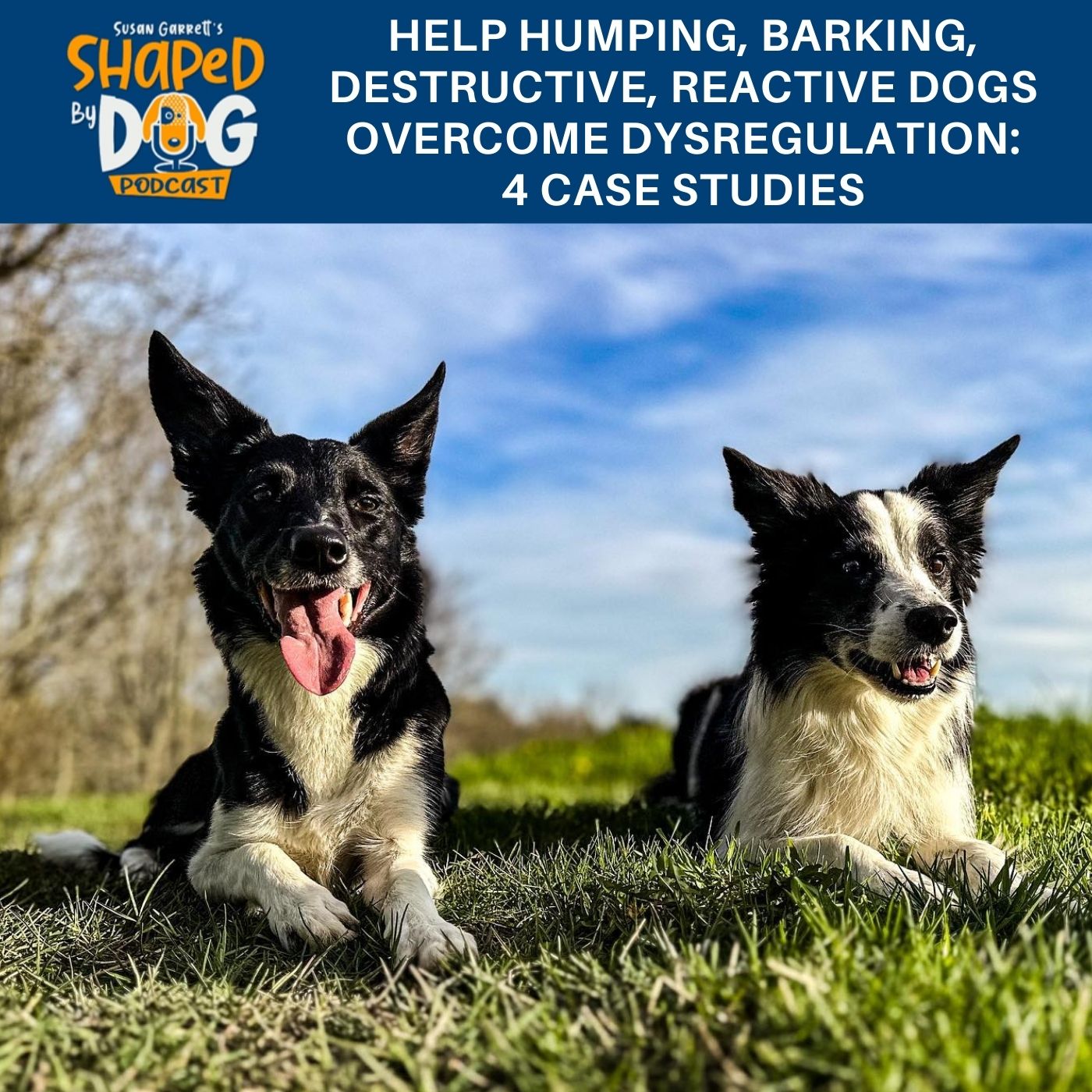 Help Humping, Barking, Destructive, Reactive Dogs Overcome Dysregulation: 4 Case Studies #220