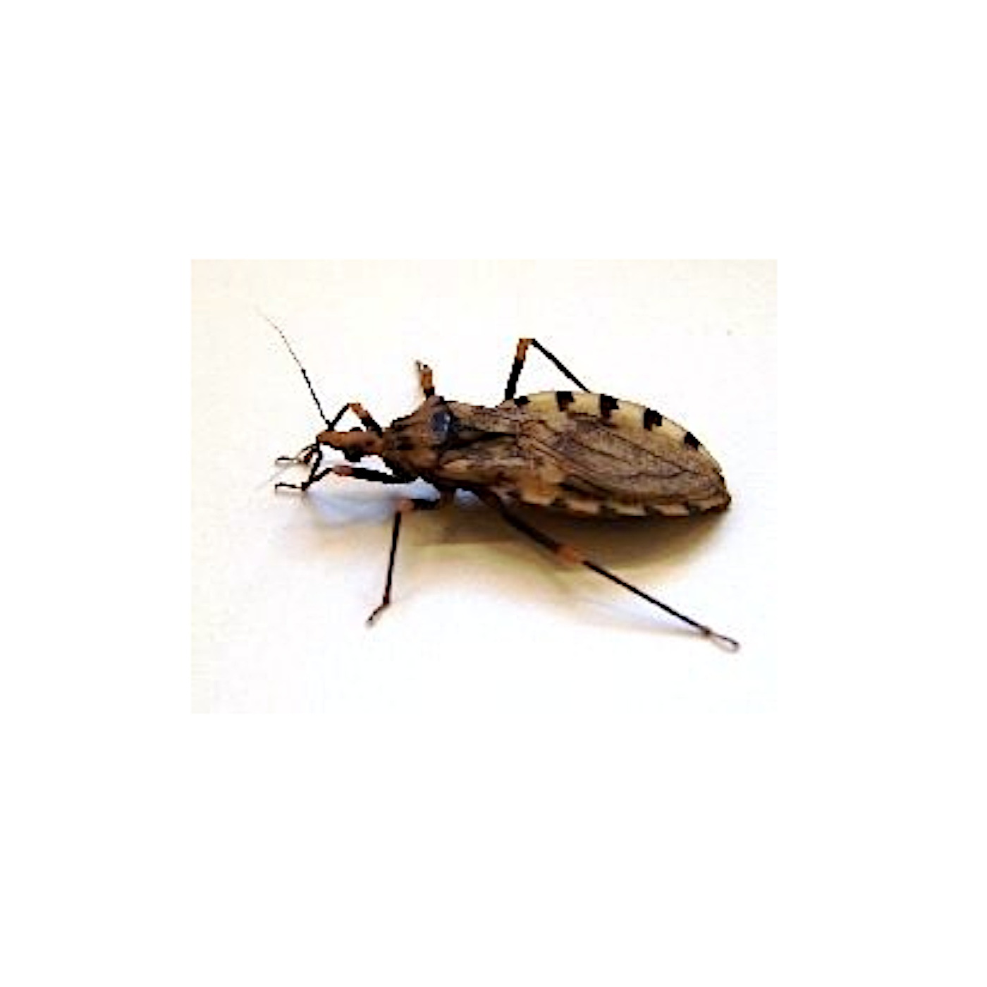 Bug Baits Bug