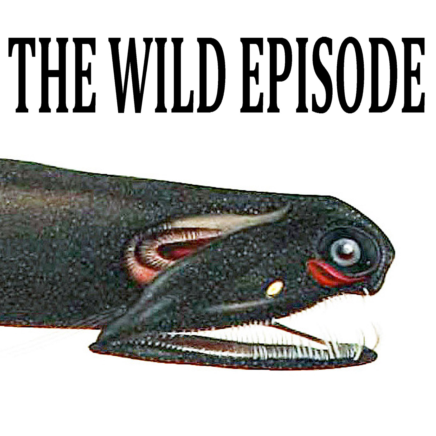 The Wild Episode