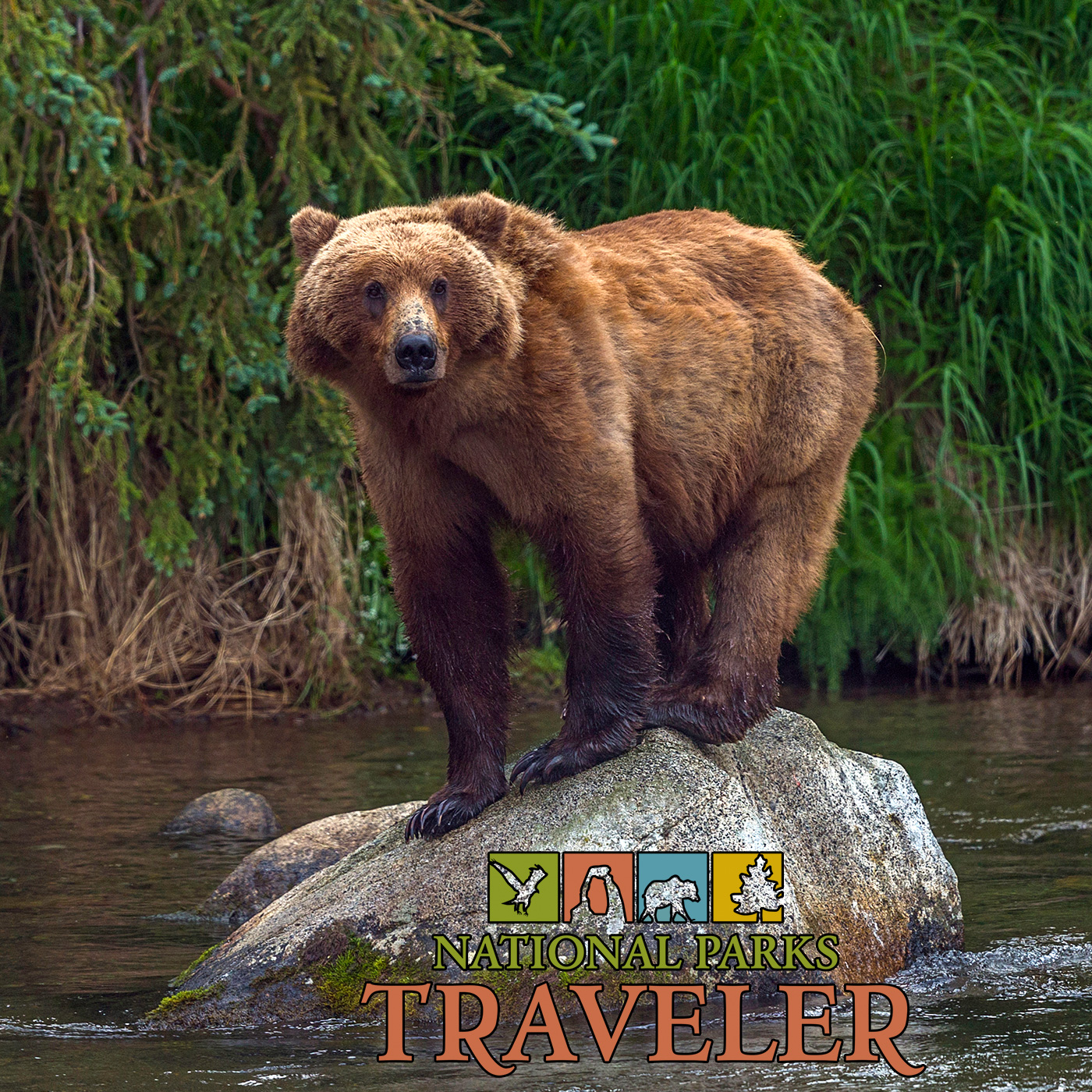 National Parks Traveler: Can Guns Protect You Against Wildlife In the Backcountry?