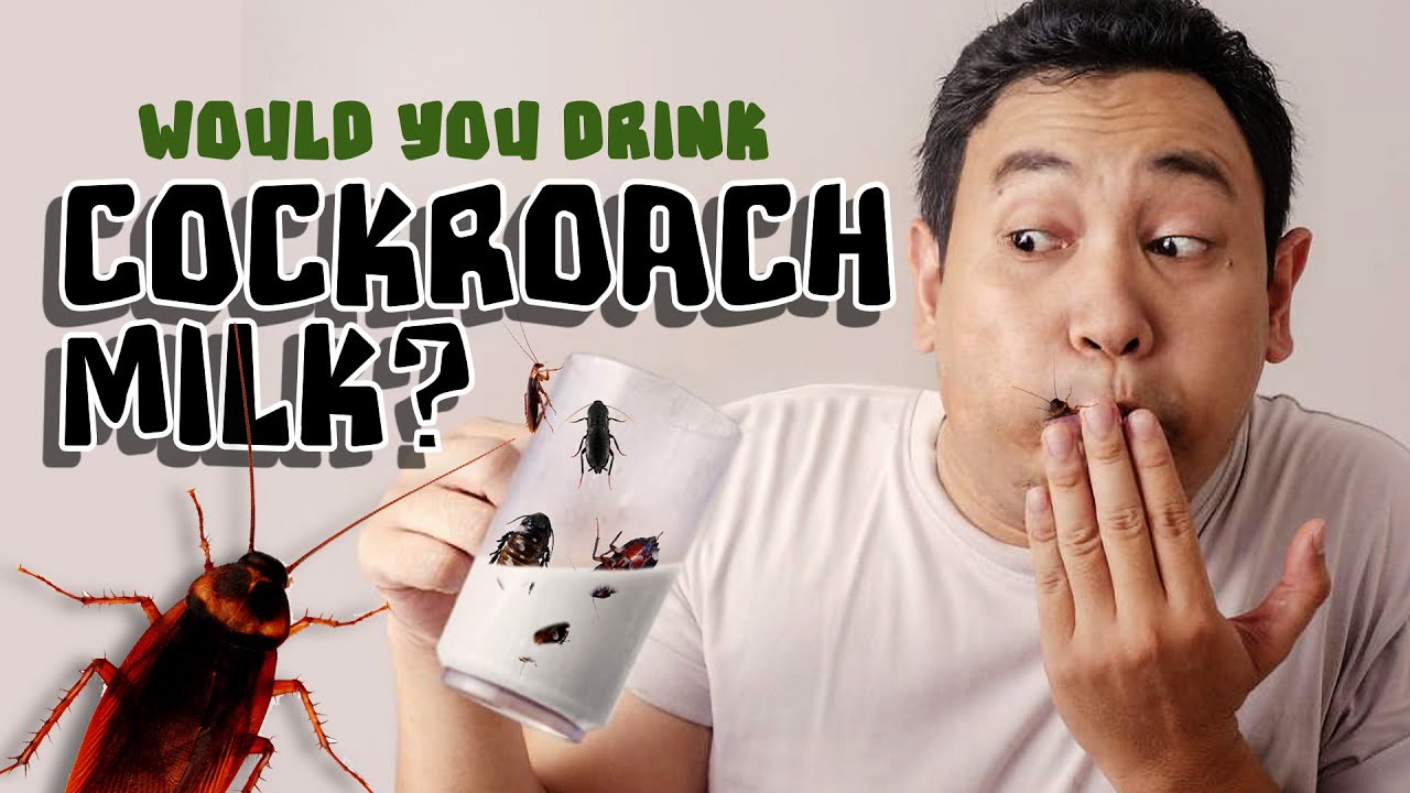 Would You Drink Cockroach Milk?