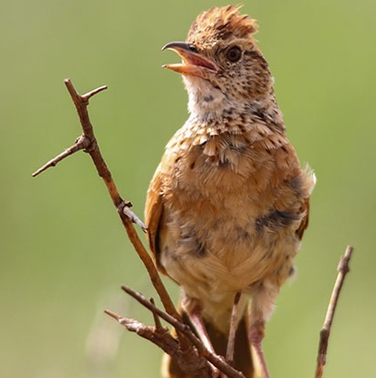 Hekiganroku: Every Voice is the Buddha's Voice Hekiganroku: Every Voice is the Buddha's Voice