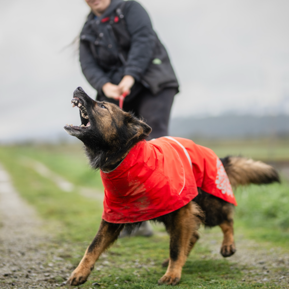 81. 7 Reactivity Training Key Insights