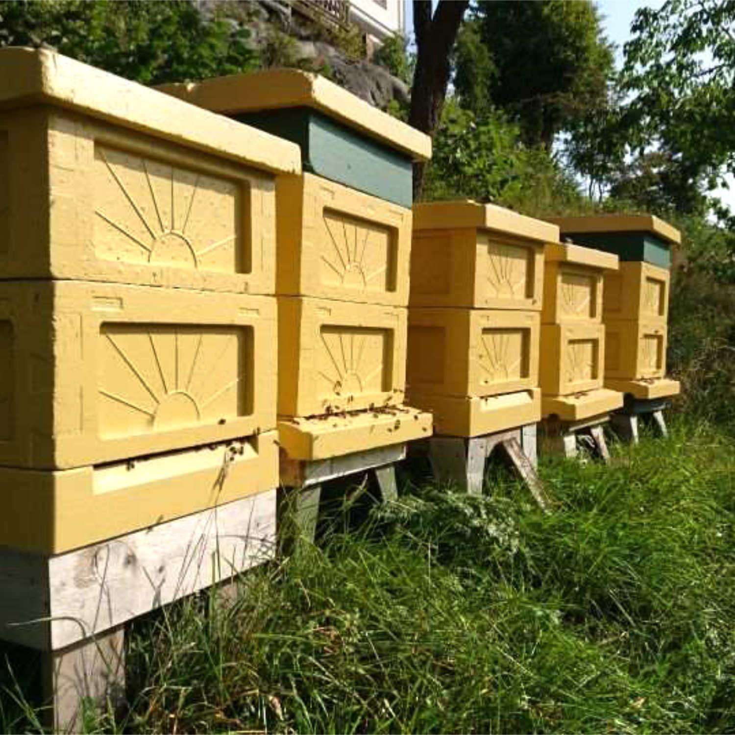 Att ha en biodling i sin trädgård