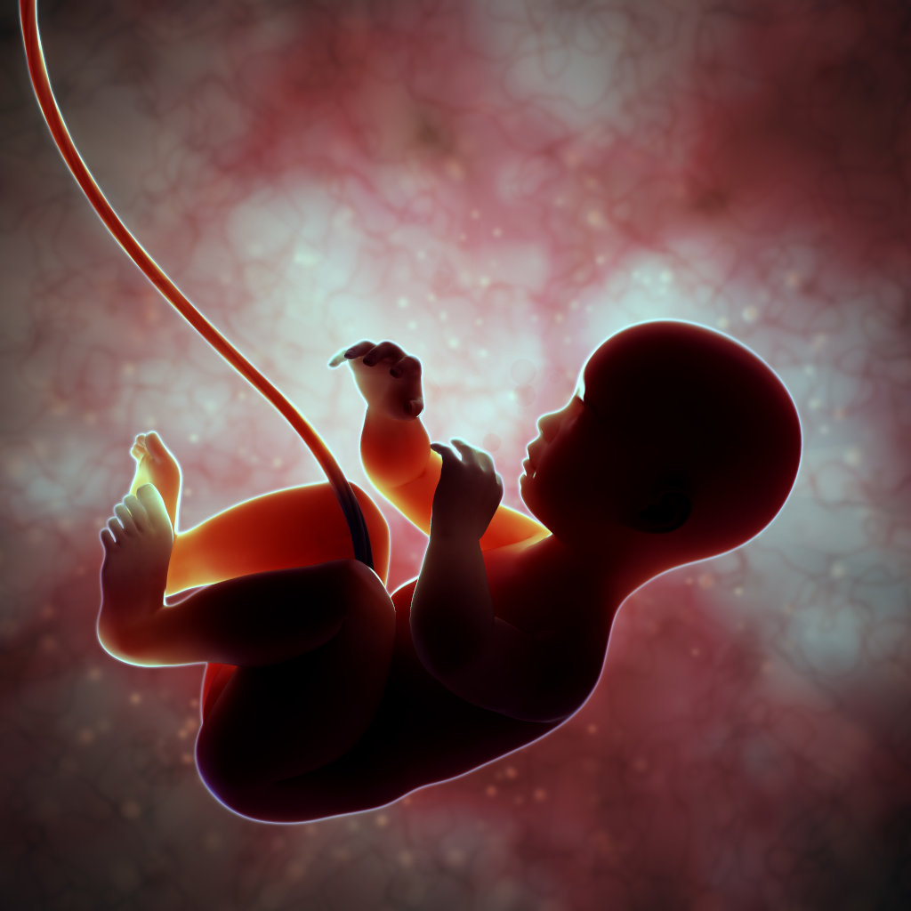 What Do Unborn Babies See
