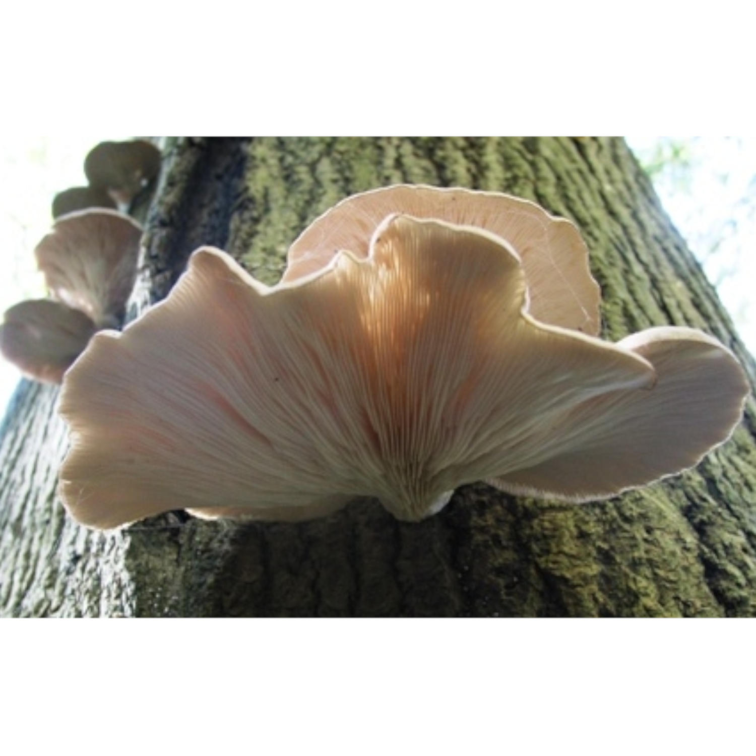 Carnivorous Mushrooms