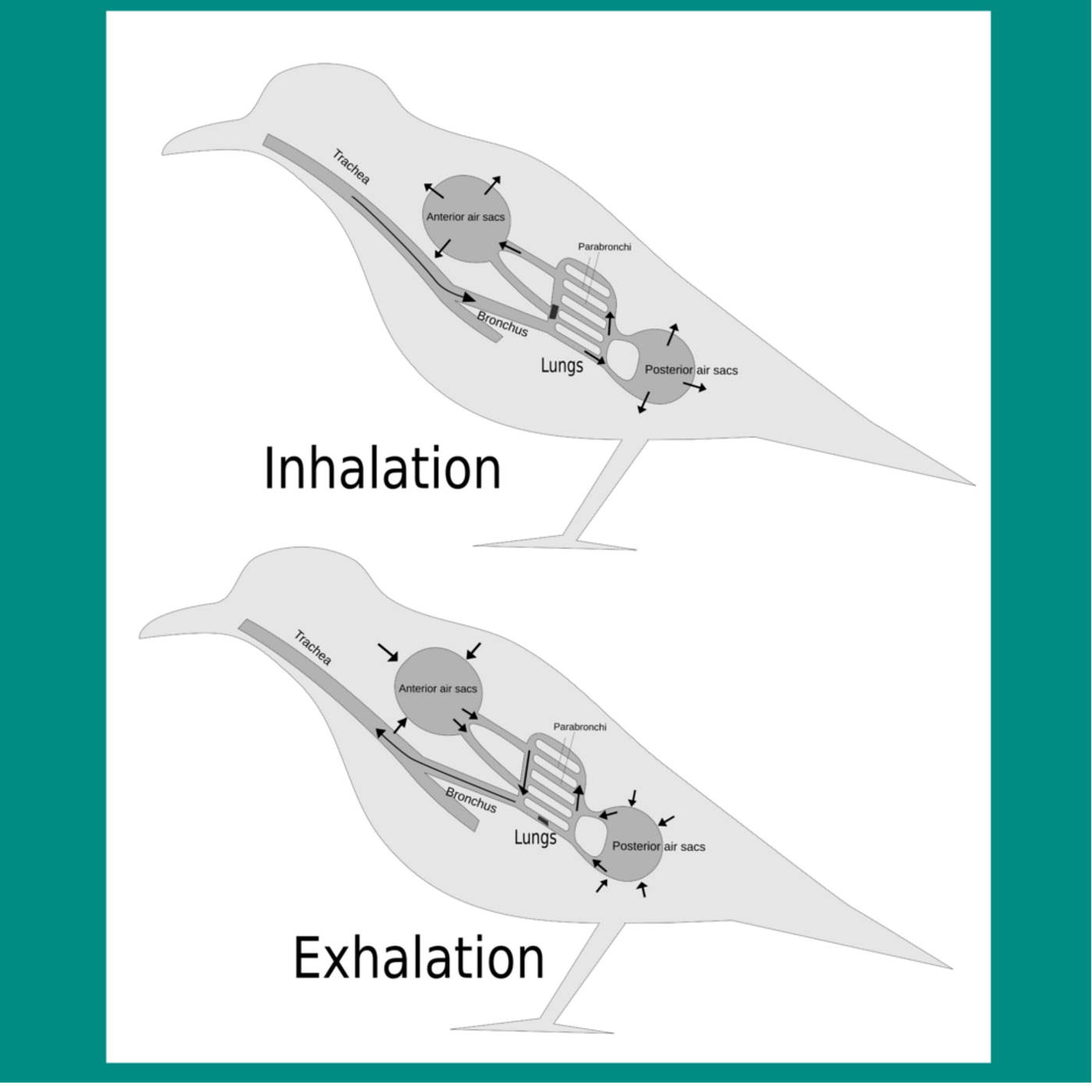 Did Bird's Lungs Evolve?
