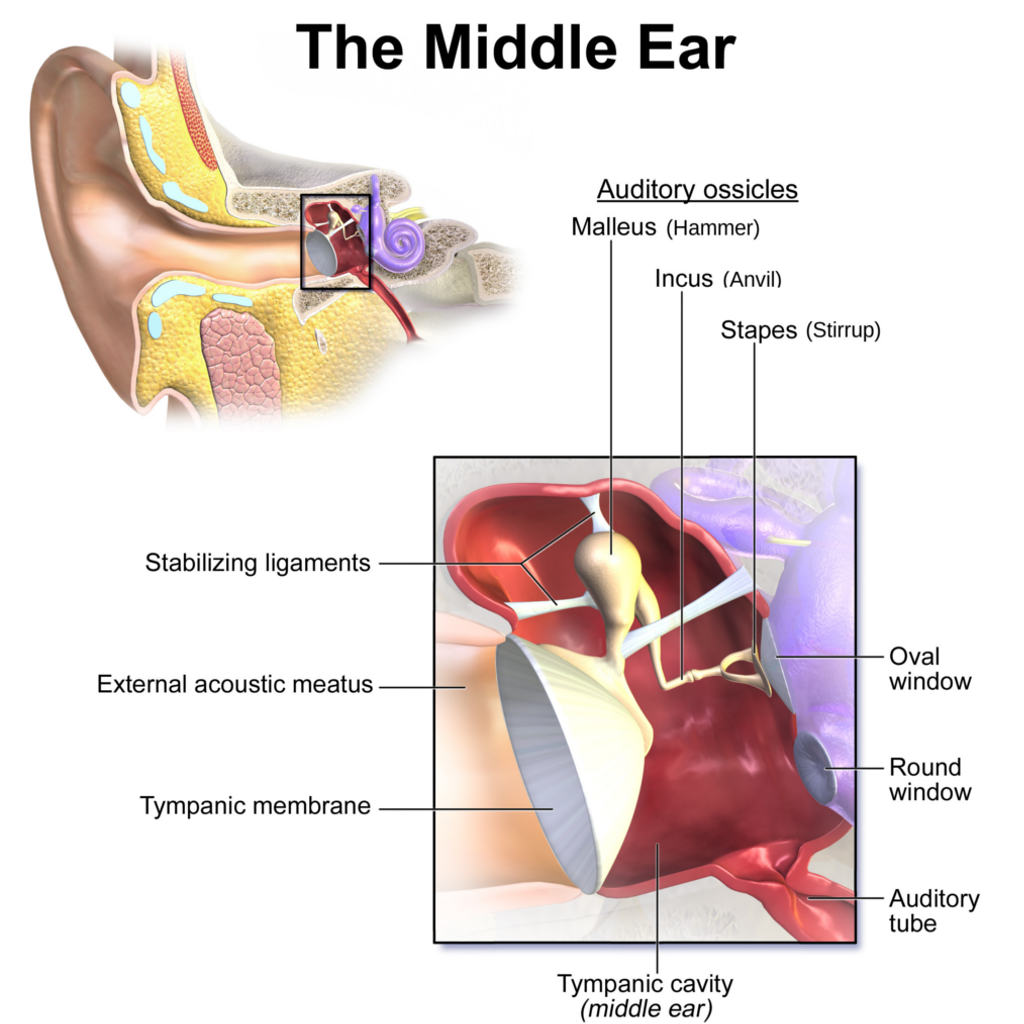 The Hearing Ear