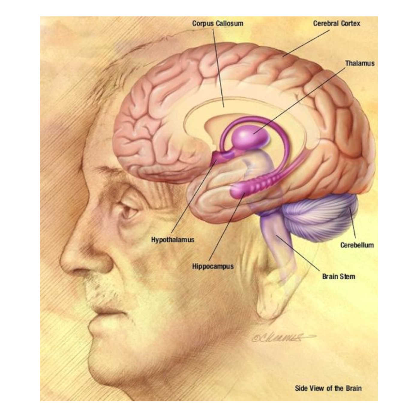 The Brain Repairs Itself