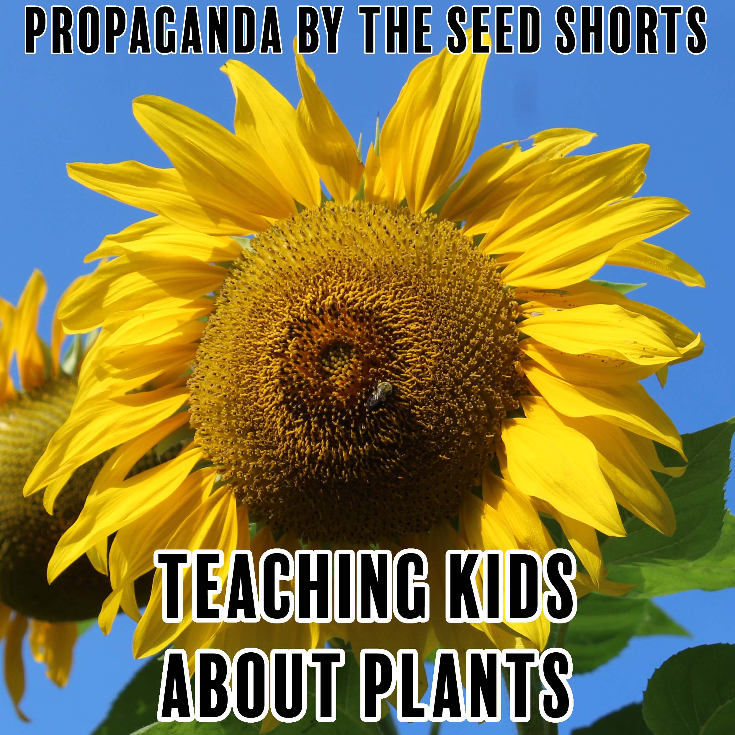 Teaching Kids About Plants