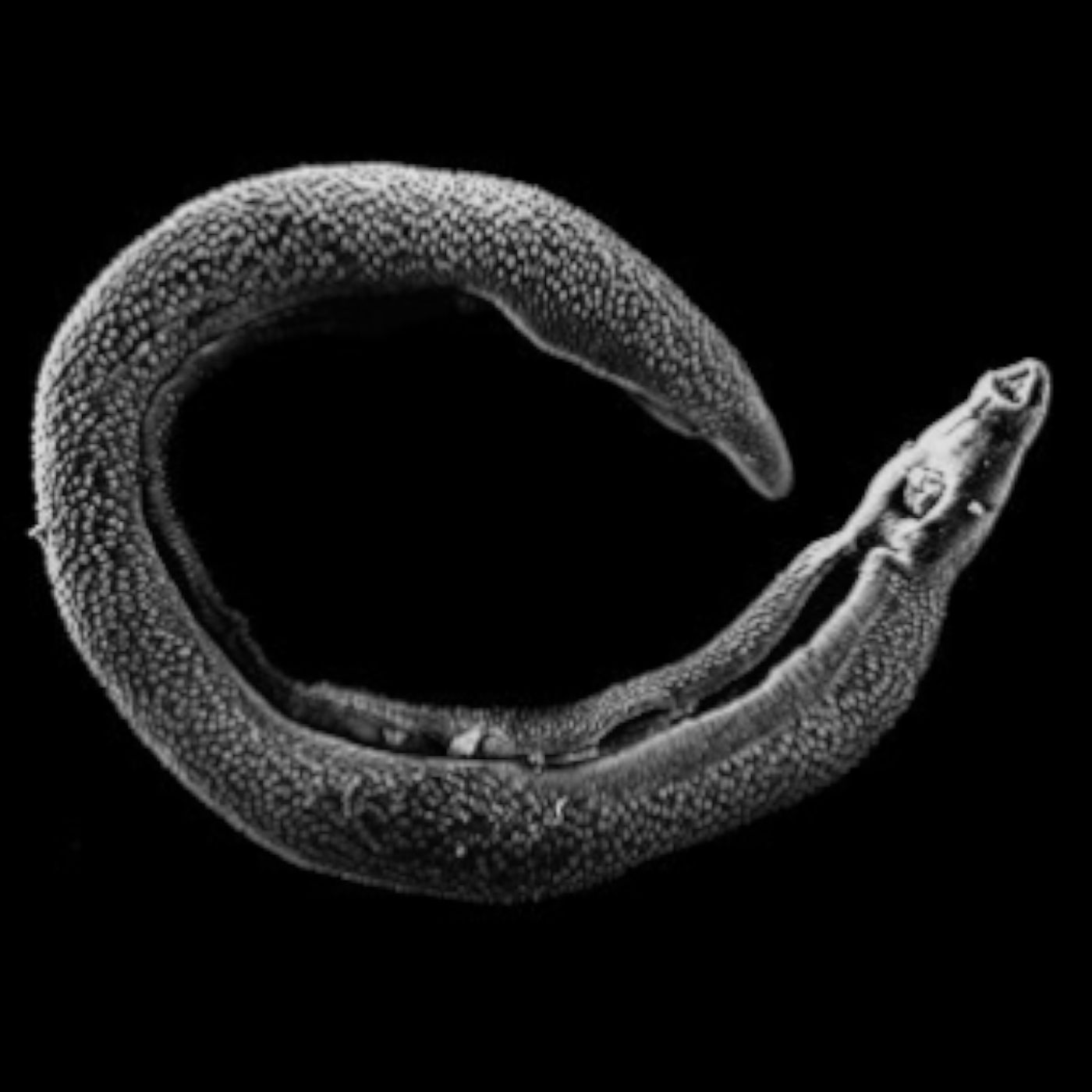 A Fascinating Parasite