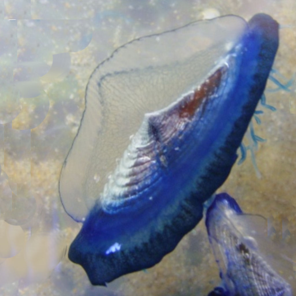The Jellyfish with a Broad Reach
