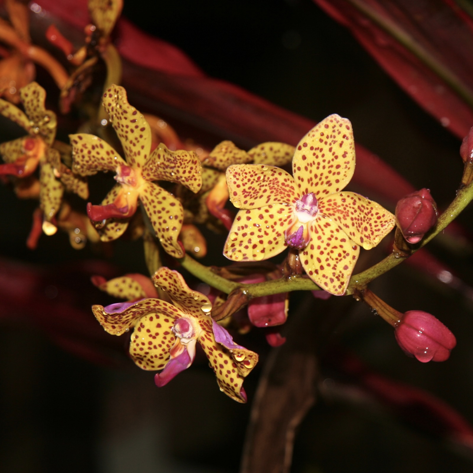 Are botanists disappearing just when we need them the most?