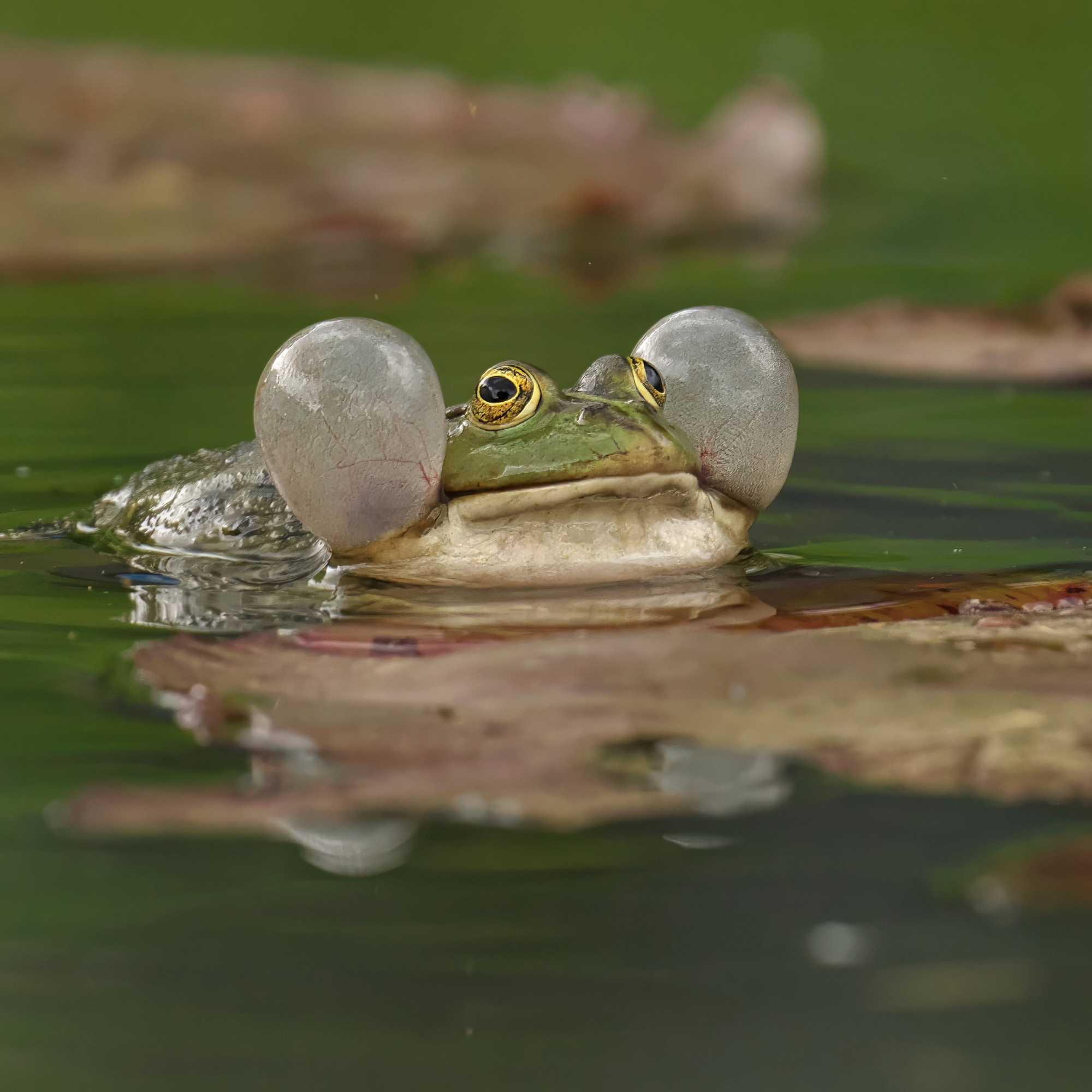 A Frog’s Creative Broadcasting Solution