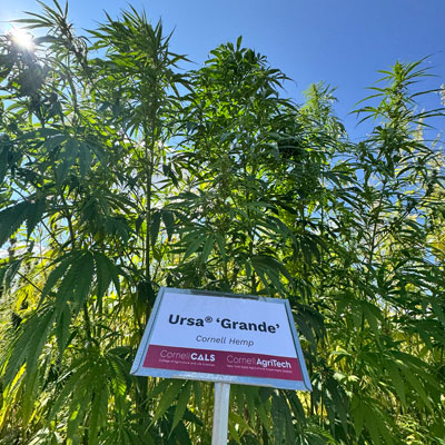 Grain & Fiber Hemp Field Day at Cornell 2025