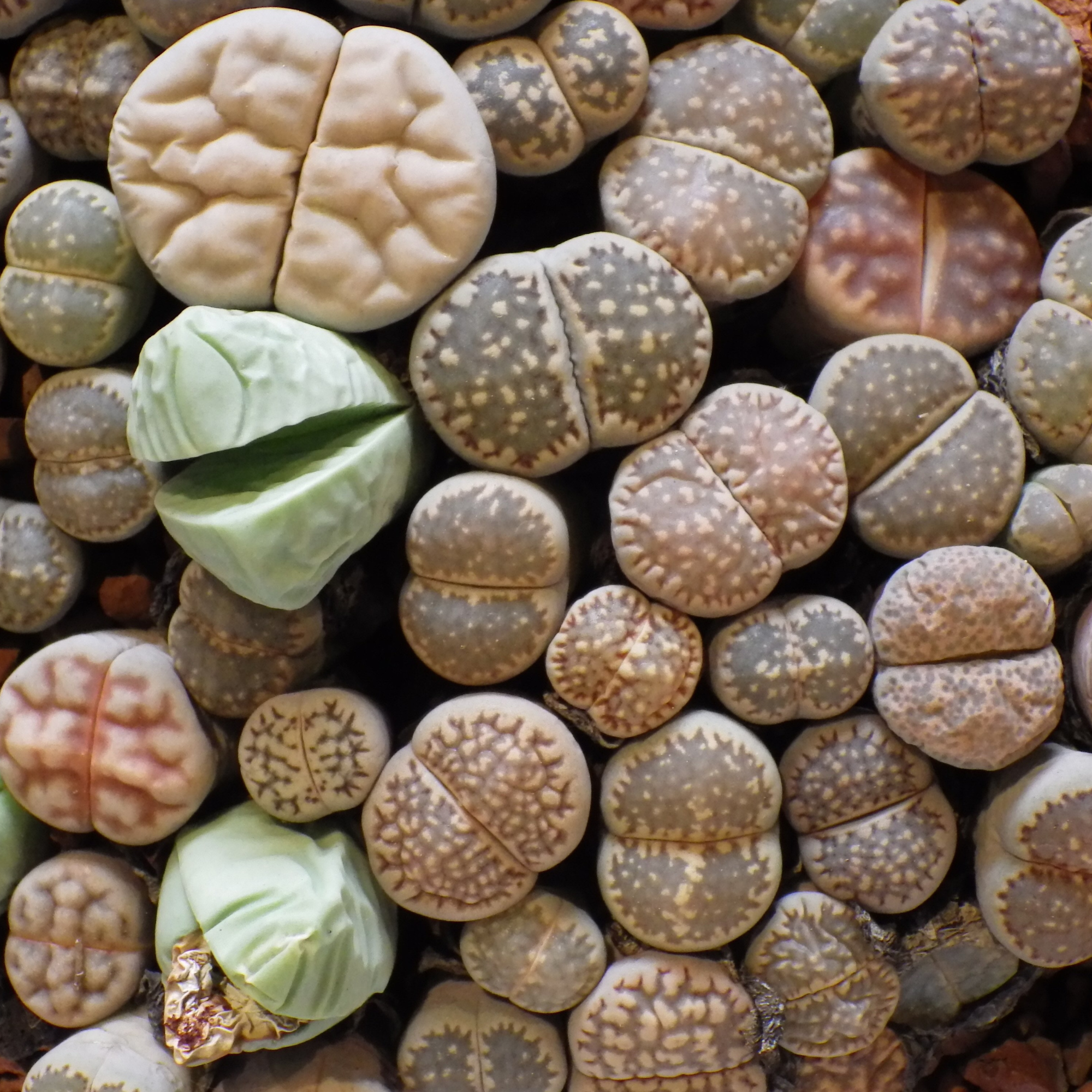 Living Stones and Flying Flowers
