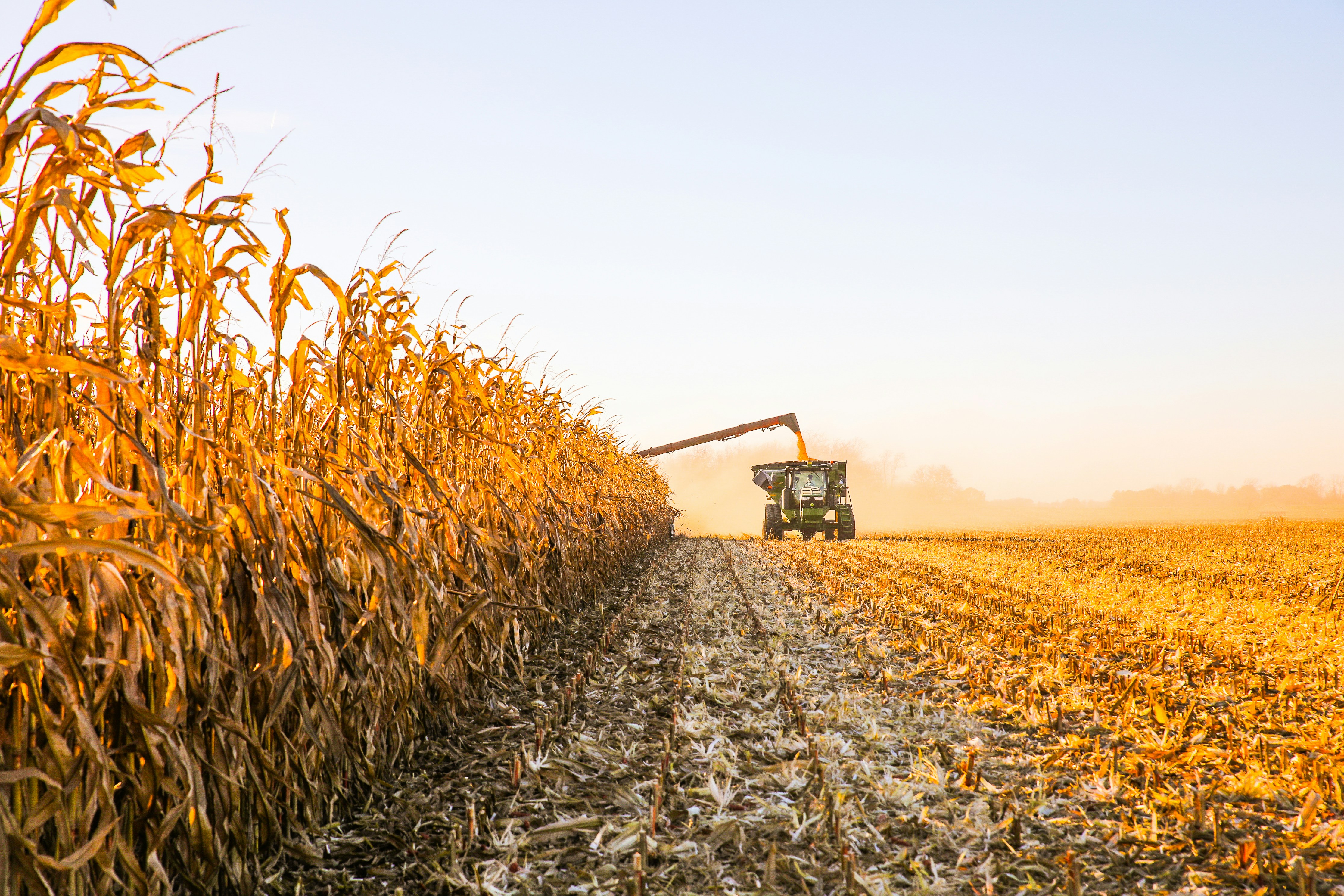 2024 - 2025 Harvesting Strategies