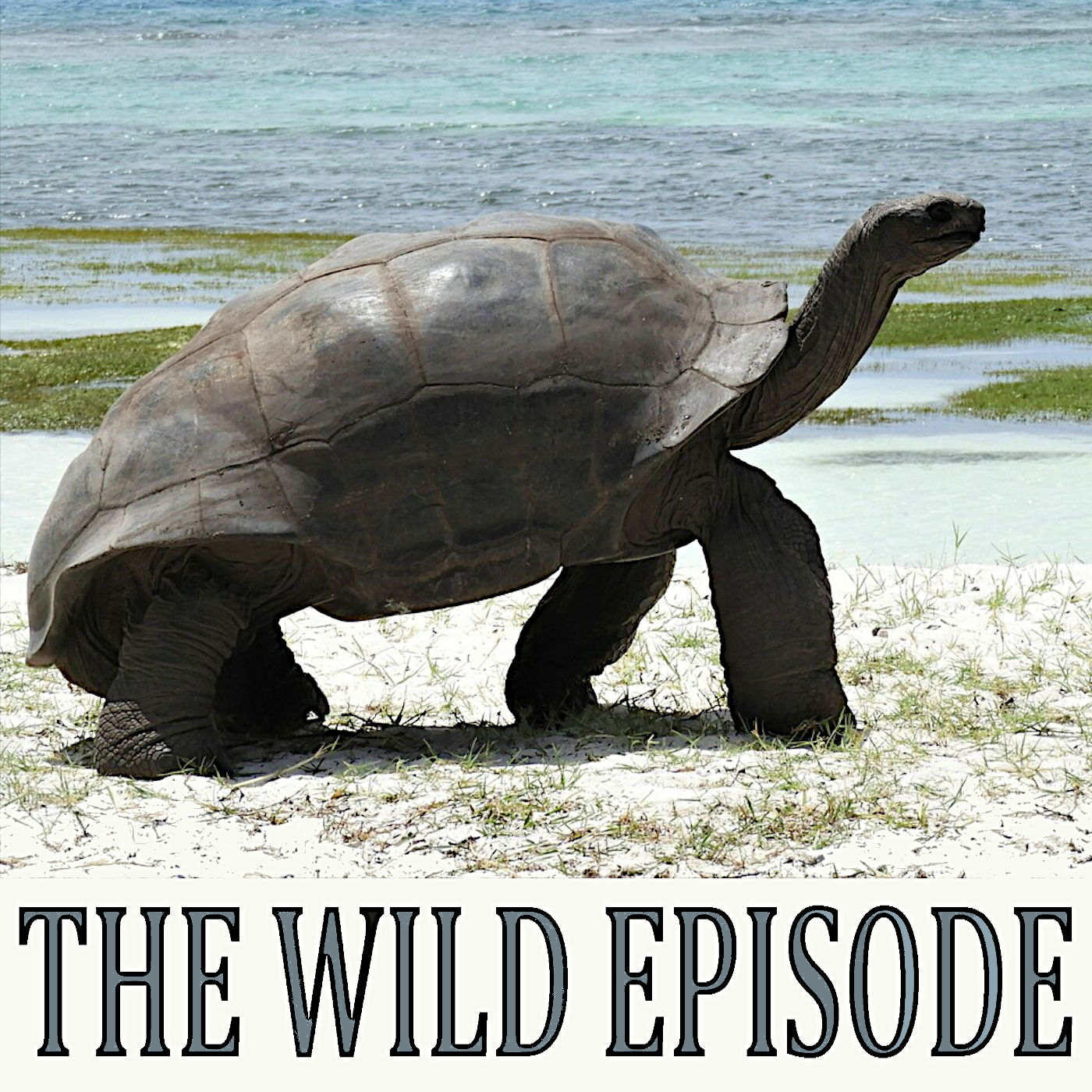 Aldabra Giant Tortoise : The One and Only