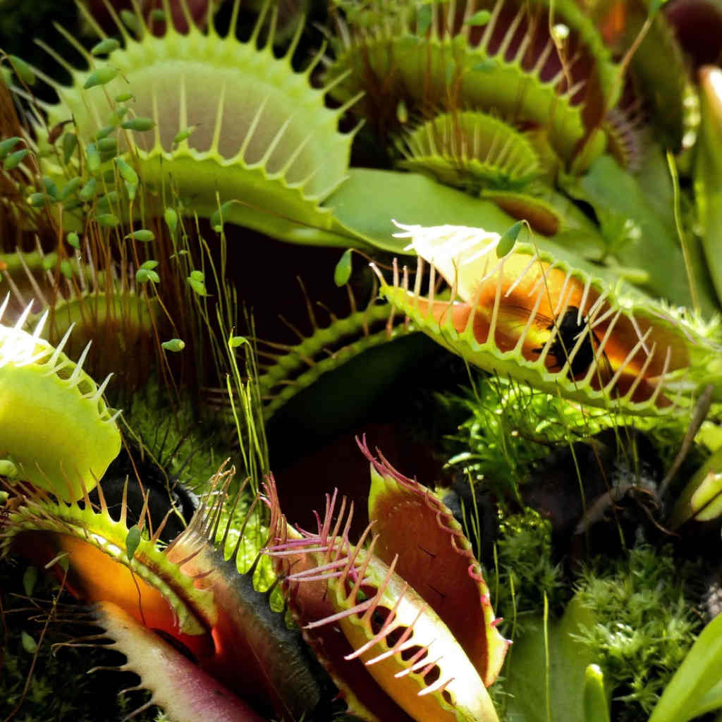 Gossiping Plants
