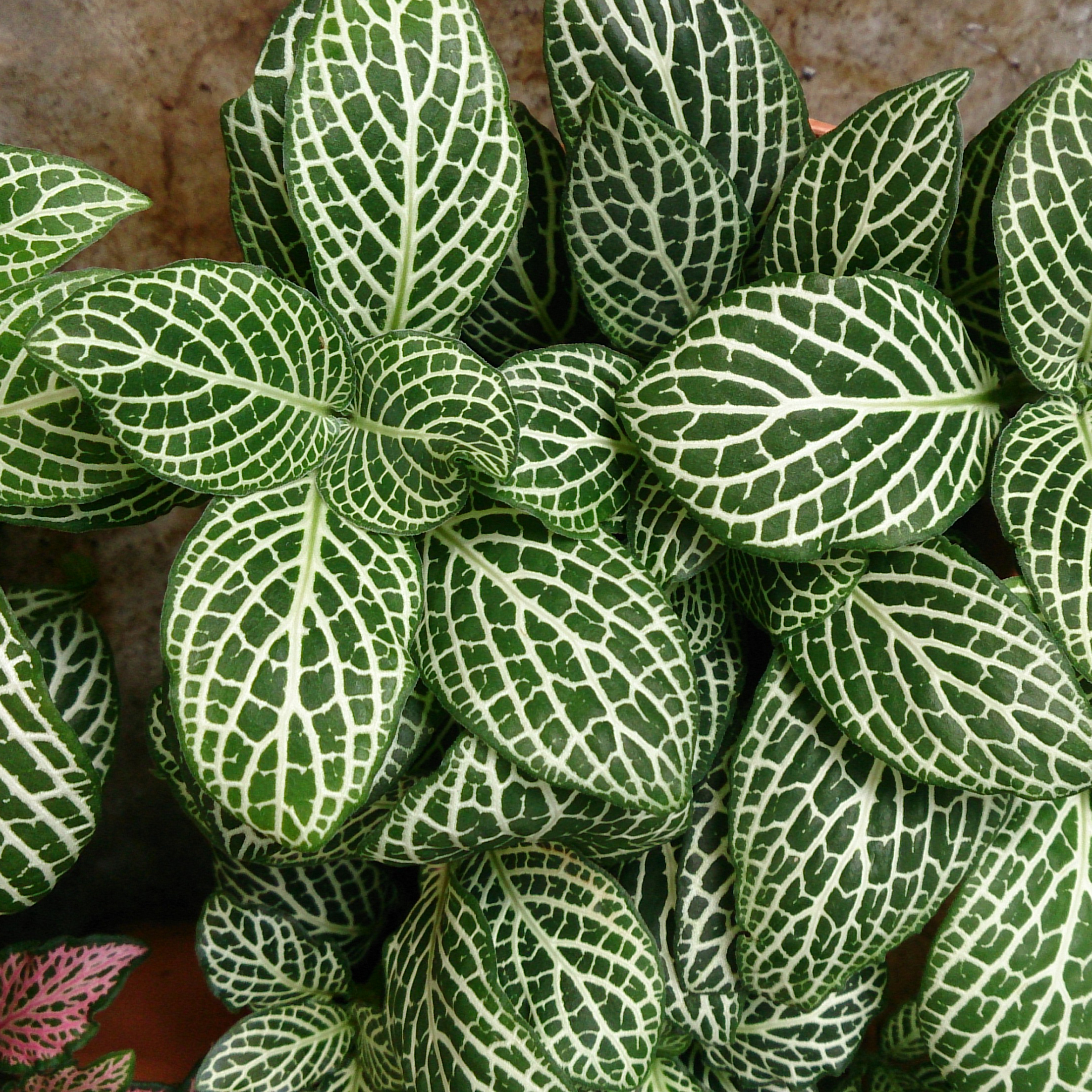 Your Nerve Plant