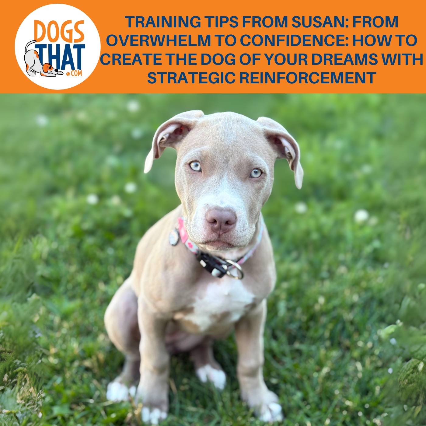 Training Tips From Susan: From Overwhelm To Confidence: How To Create The Dog Of Your Dreams With Strategic Reinforcement