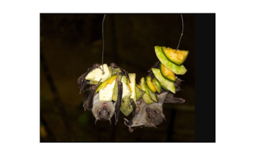 Bats Who Feed Trees